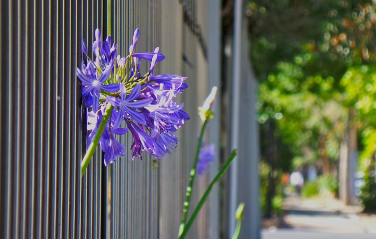 Recinzione giardino